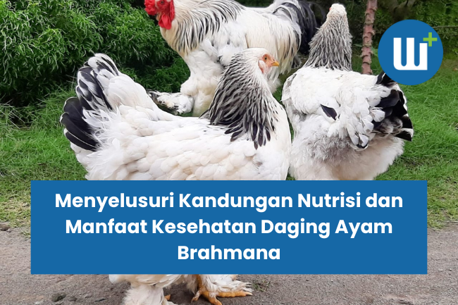 Menyelusuri Kandungan Nutrisi dan Manfaat Kesehatan Daging Ayam Brahmana